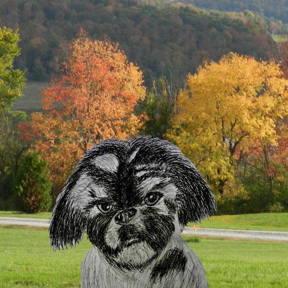 Handmade Drawing Shih- Zu Dog Framed Art 8x10 inch